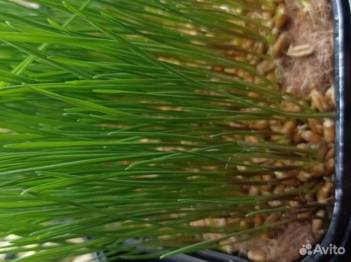 Трава для кошек