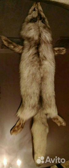 Шкурка песца