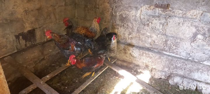 Петухи 5 мес
