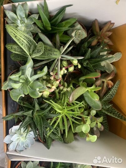 Суккуленты набор 20 шт