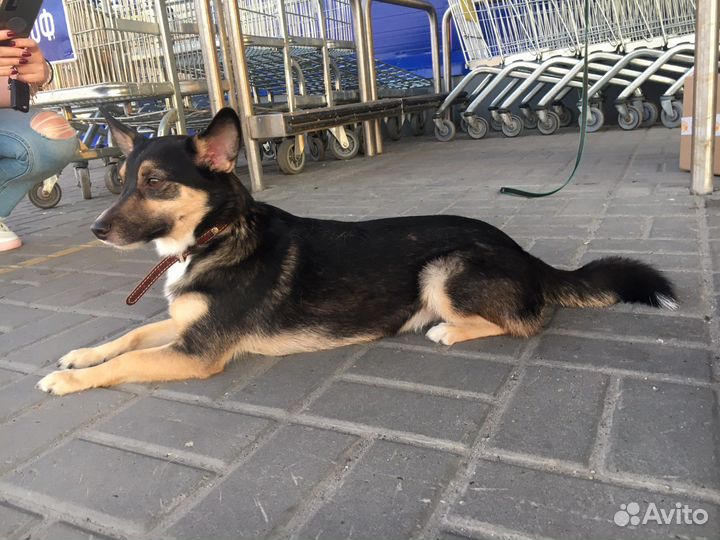 Собака в добрые руки щенок