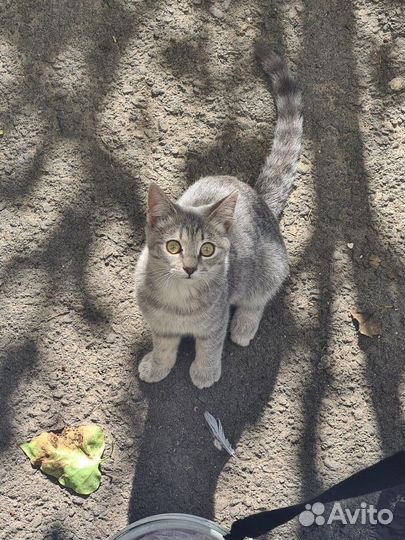 Шотландская