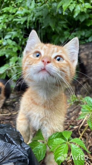 Все мальчики