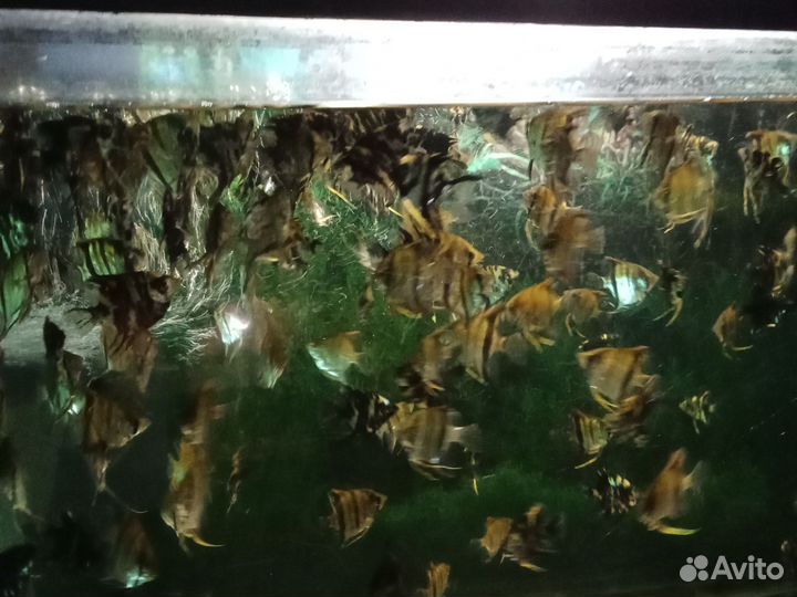 Аквариумные рыбки