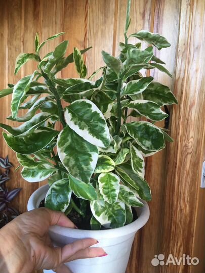 Педилантус