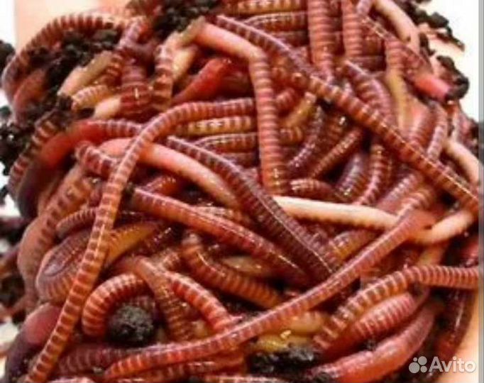 Черви для рыбалки