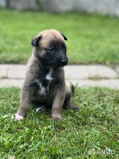 Бельгийская овчарка малинуа