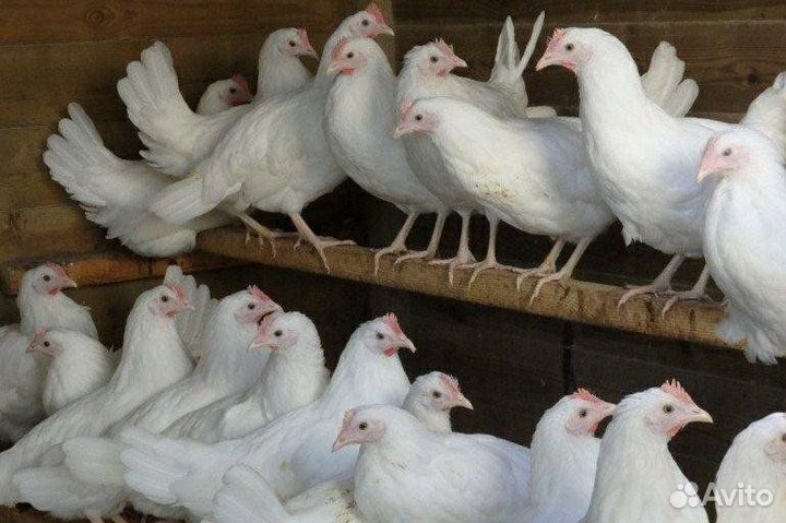 Молодки белые и рыжие