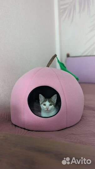Котенок метис ориенталка