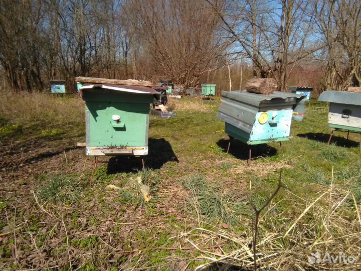 Продаются пчелы в 12-рамочных ульях