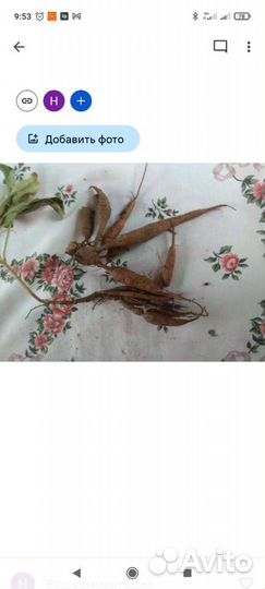 Сентябрины махровые