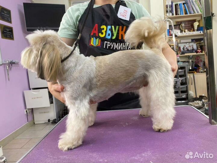 Услуги грумера