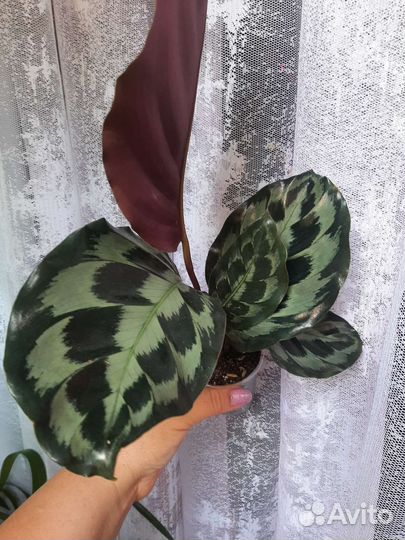 Комнатные цветы