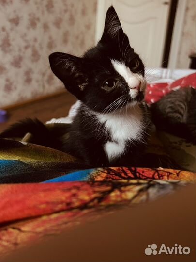 Котёнок в добрые руки