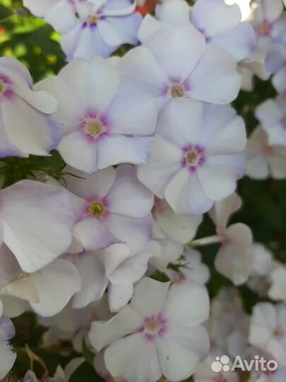 Фиалка, Флоксы, Хризантемы