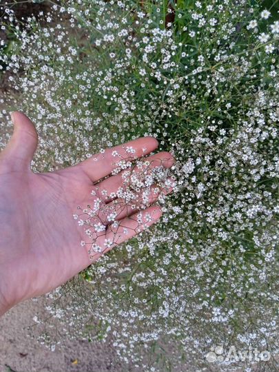 Гипсофила свежий срез