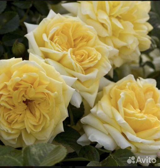 Роза Надя Мейяндекор