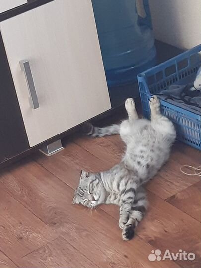 Кошка Маруся (шотландская вислоухая