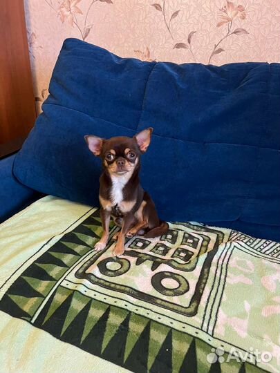 Вязка кобель чихуахуа