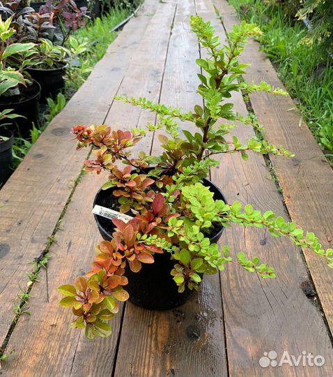 Барбарис тунберга 'Green Carpet'