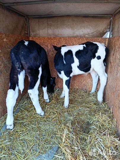Бычки,телочки