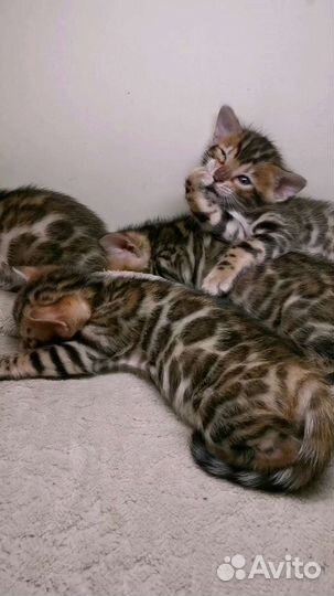 Бенгальская