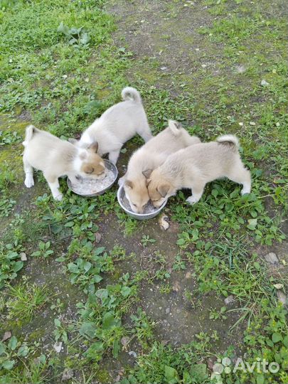 Западно сибирская лайка