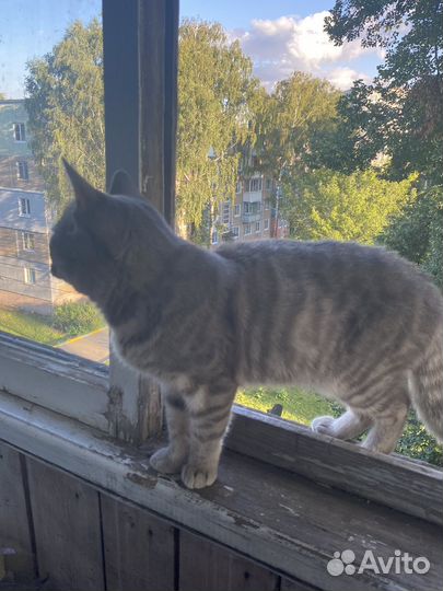 Отдам кота в добрые руки