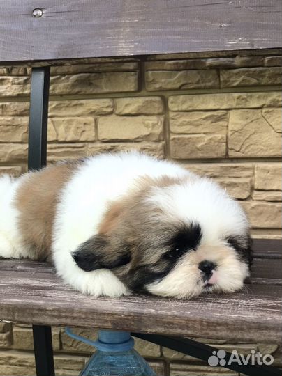 Ши-тцу мальчик документы РКФ