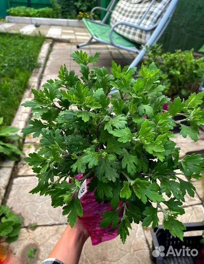 Хризантемы