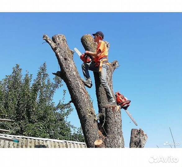 Спил деревьев