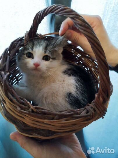 Котенок-пушинка Бонни 1.5 мес