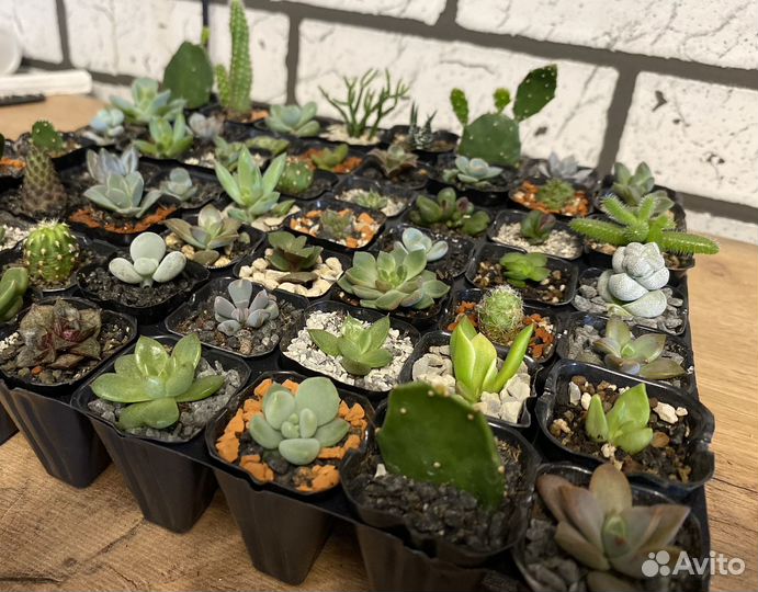 Суккуленты малыши