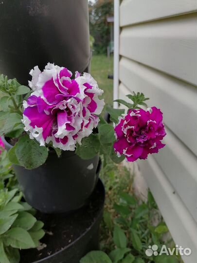 Рассада петунии