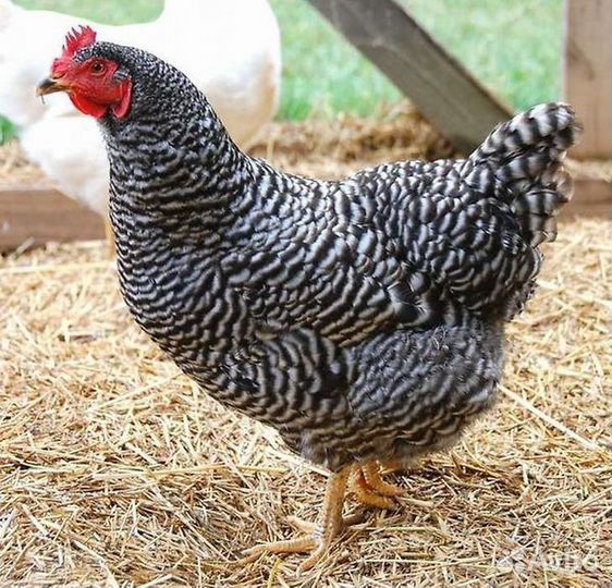 Куры молодки