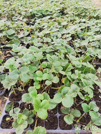 Рассада ремонтантной клубники