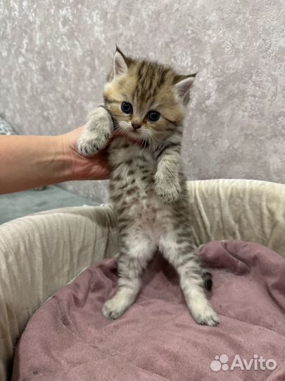 Шотландские котята