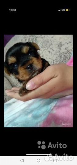 Мини йорки беби фейс