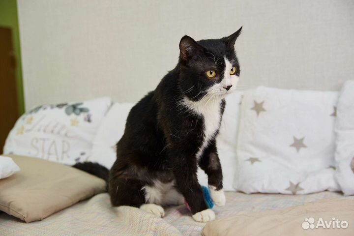 Брутальный кот Волька ищет дом