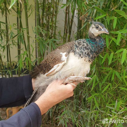 Павлины продажа