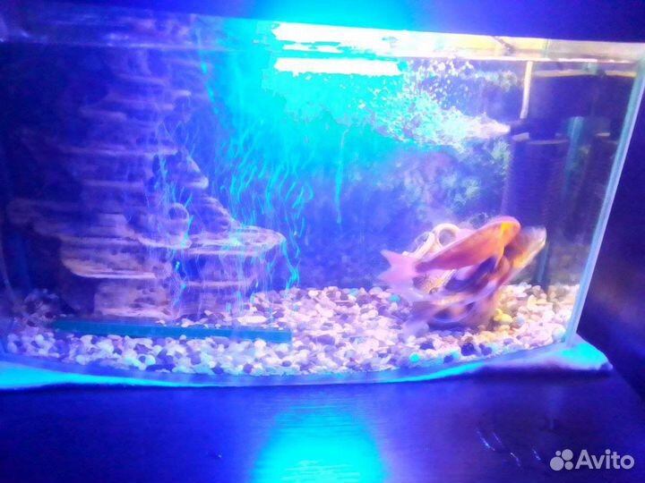 Аквариум с крышкой
