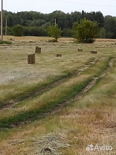 Сено в тюках