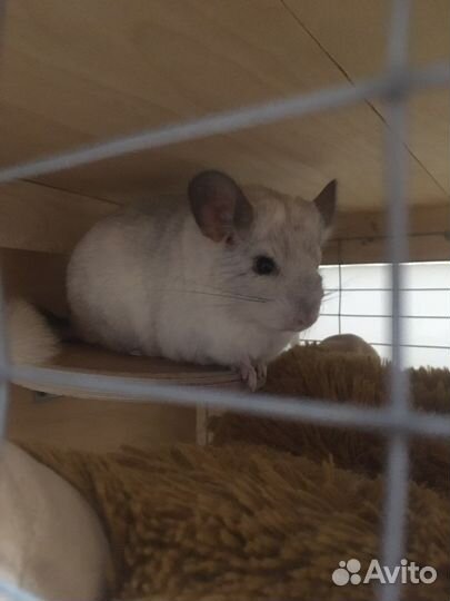 Шиншилла самец