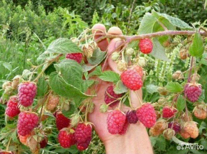 Ремонтантная малина 