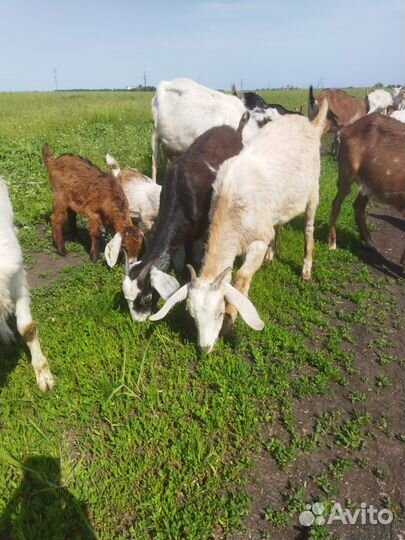 Англо нубийские козы, козлята