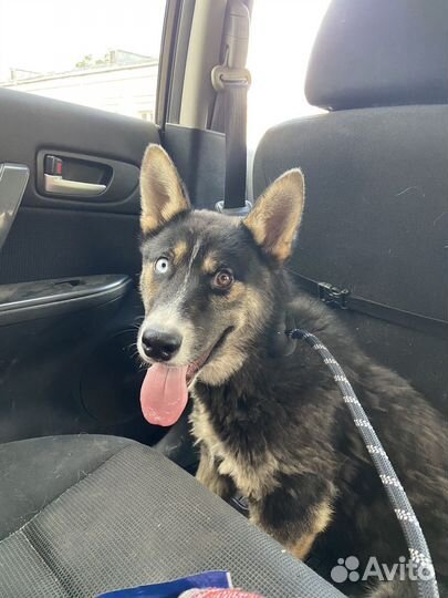 Щенок в добрые руки отдам бесплатно