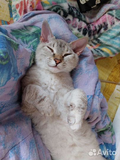 Передержка, зооняня, догситтер