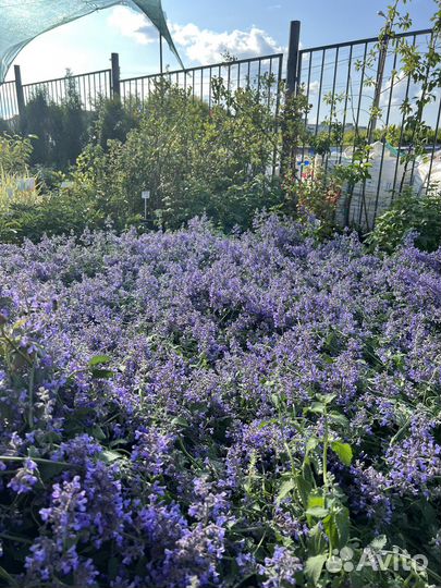 Большой выбор многолетников