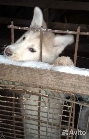 Щенки в добрые руки бесплатно