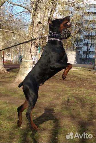 Вязка Доберман